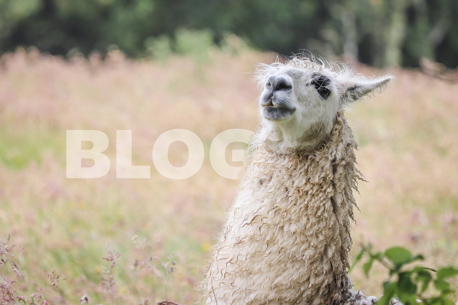 It's Blog Time